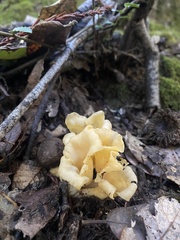 Craterellus calicornucopioides