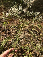 Eupatorium hyssopifolium