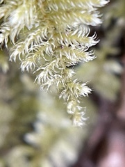 Ctenidium molluscum