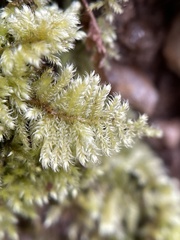Ctenidium molluscum