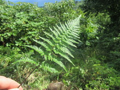 Pityrogramma calomelanos