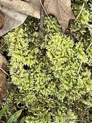 Ctenidium molluscum