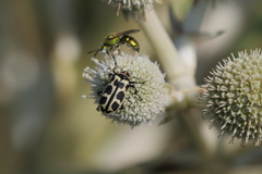 Astylus atromaculatus