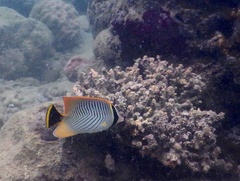 Chaetodon trifascialis