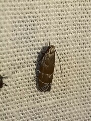 Battaristis vittella