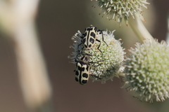 Astylus atromaculatus