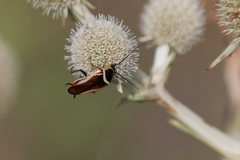 Pseudomops neglectus