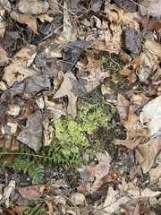 Ctenidium molluscum