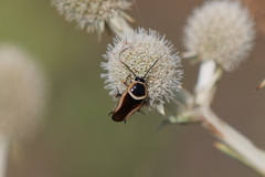 Pseudomops neglectus