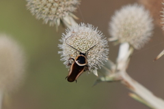 Pseudomops neglectus