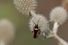 Pseudomops neglectus