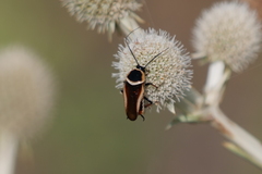 Pseudomops neglectus