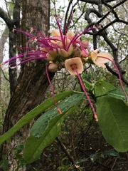 Capparidastrum coimbranum