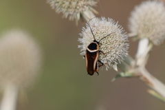 Pseudomops neglectus