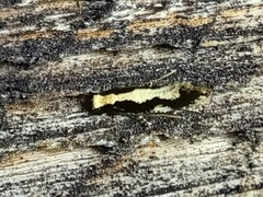 Monopis dorsistrigella