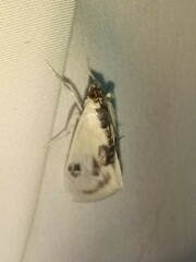Cliniodes ostreonalis