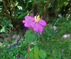 Heterotis rotundifolia