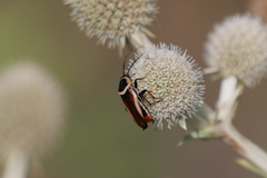 Pseudomops neglectus