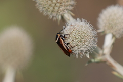 Pseudomops neglectus