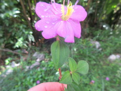 Heterotis rotundifolia