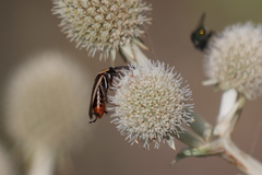 Pseudomops neglectus