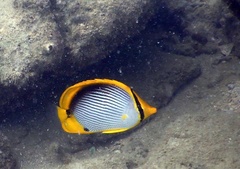 Chaetodon melannotus