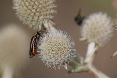 Pseudomops neglectus