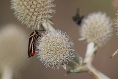 Pseudomops neglectus