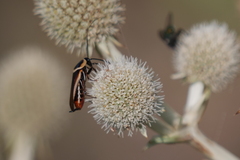 Pseudomops neglectus