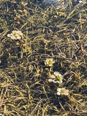Hydrocotyle ranunculoides