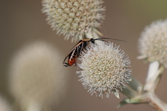 Pseudomops neglectus