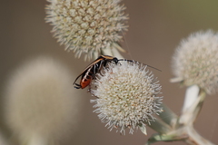 Pseudomops neglectus