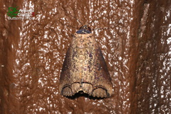 Hypocala deflorata