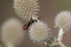 Pseudomops neglectus