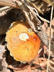 Austroboletus