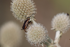 Pseudomops neglectus