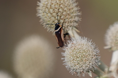 Pseudomops neglectus