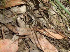 Nyssus albopunctatus