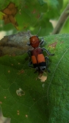 Enoclerus ichneumoneus