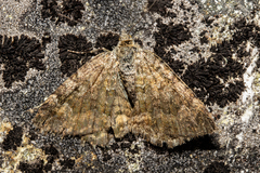 Aponotoreas orphnaea