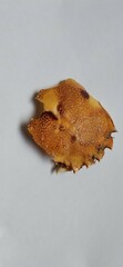Ovalipes trimaculatus