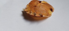 Ovalipes trimaculatus