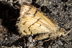 Aponotoreas orphnaea