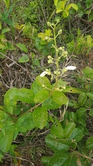 Amphilophium elongatum