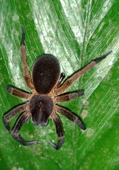 Ctenus medius