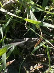 Chimarocephala pacifica