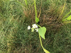 Sagittaria sanfordii