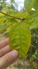 Amphilophium elongatum