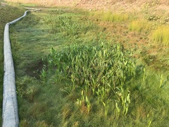 Sagittaria sanfordii