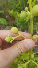 Amphilophium elongatum